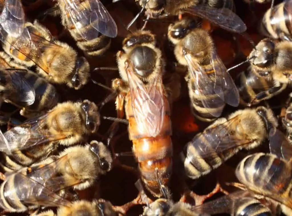 science of beekeeping