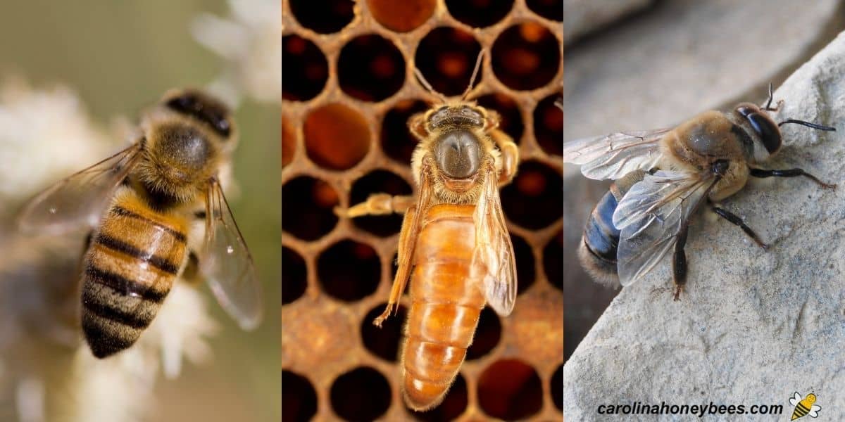 beekeeping course