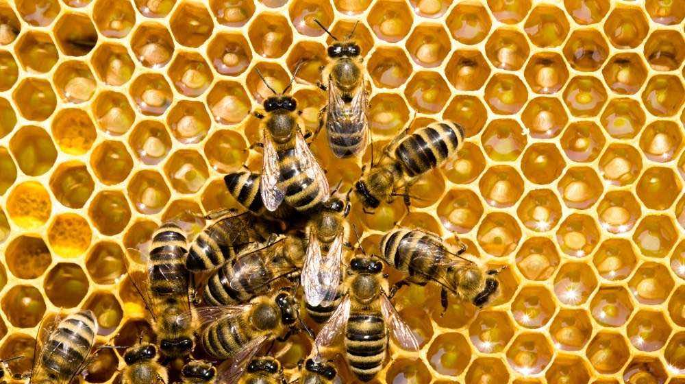 beekeeping supplies uk