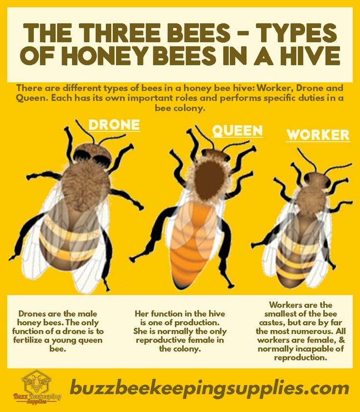 beekeeping for dummies