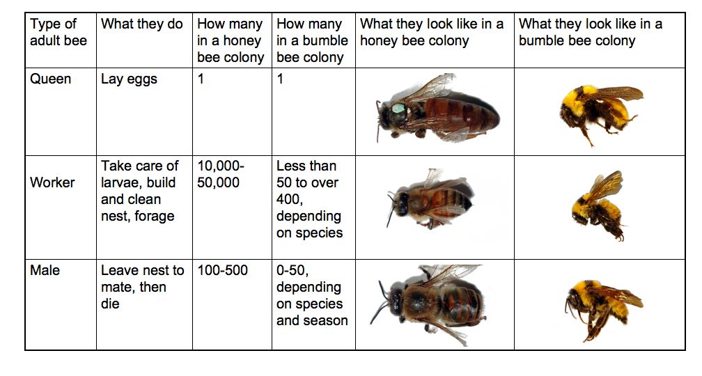 scientific beekeeping