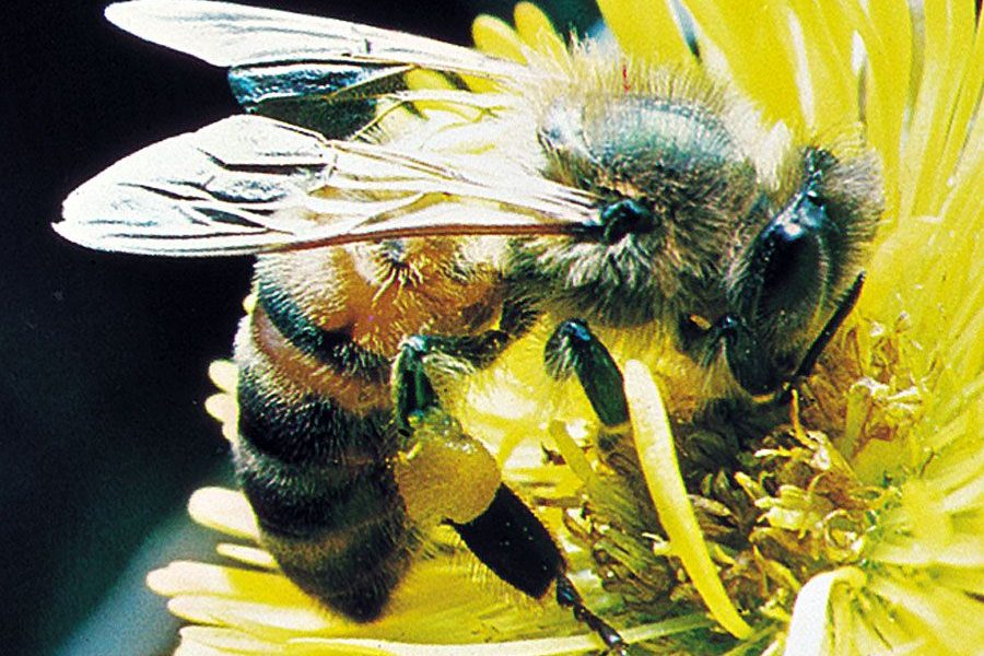 Buzzing Into Wellness: How Beekeeping Enhances Health And Boosts Immunity