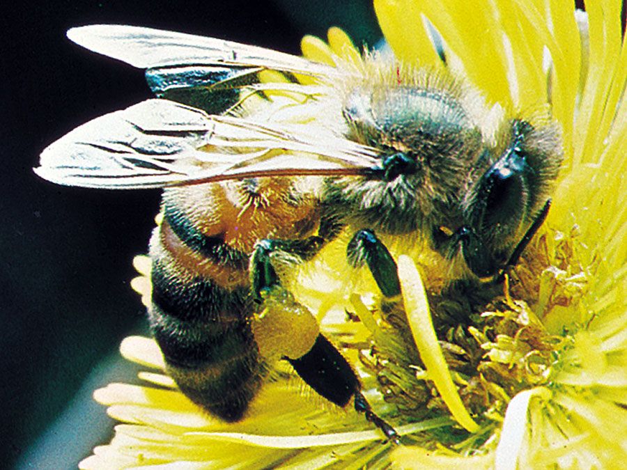 Buzzing Into Wellness: How Beekeeping Enhances Health And Boosts Immunity