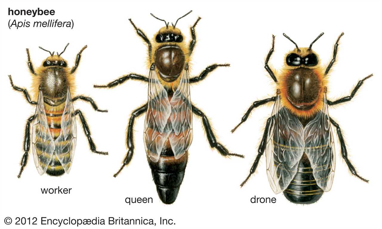 beekeeping 101 forestry