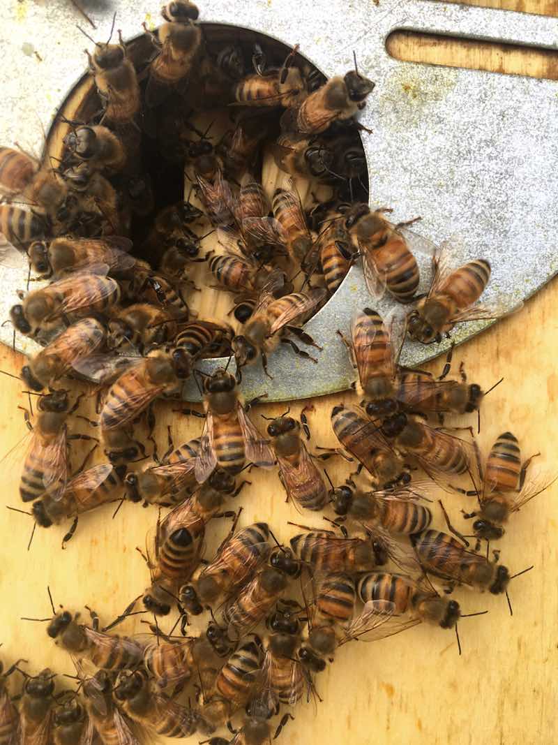 beekeeping suit