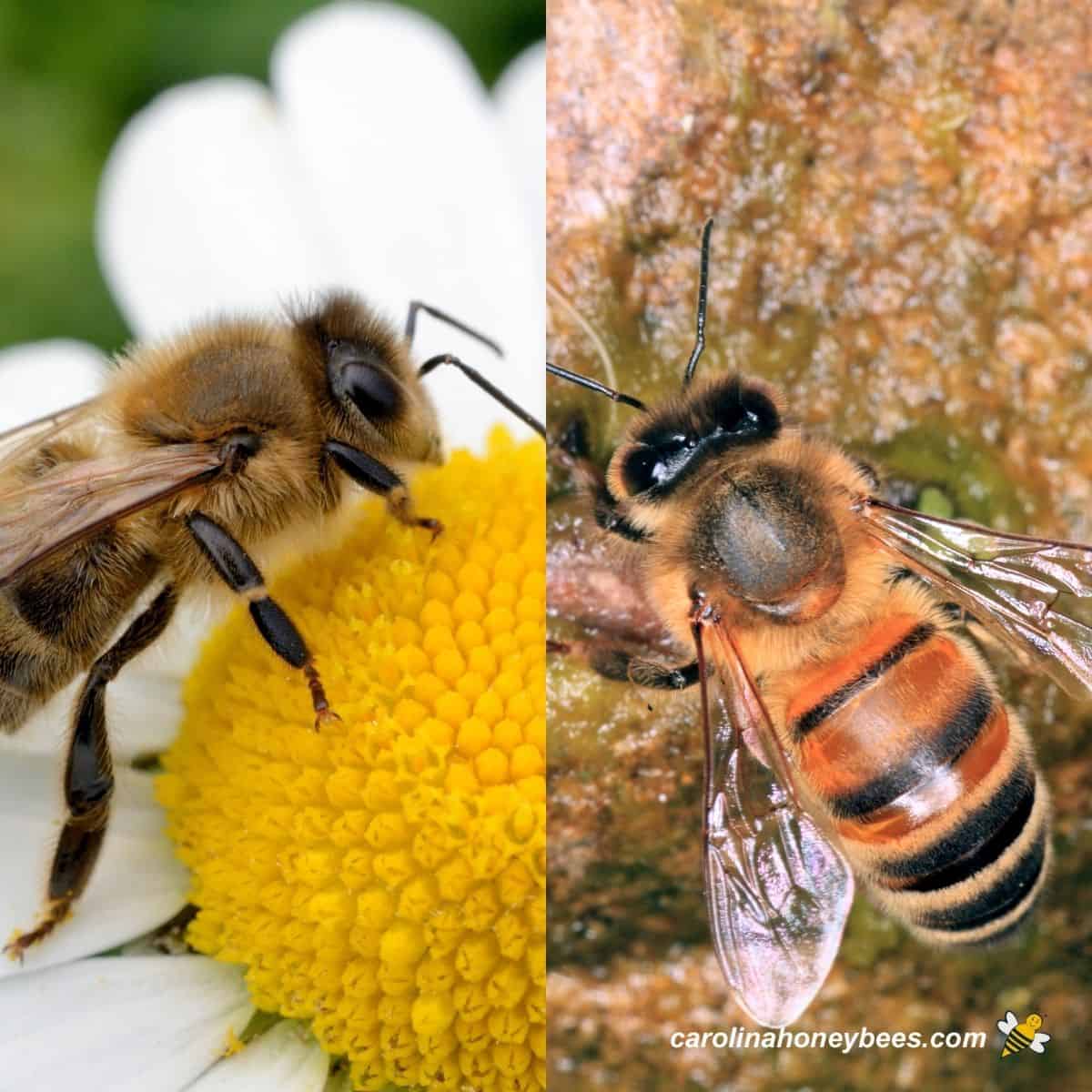 local beekeeping supplies near me