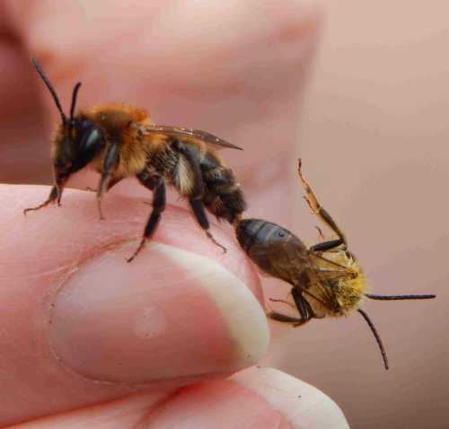 Organic Buzz: Transition To Chemical-Free Hive Management For Healthier Bees