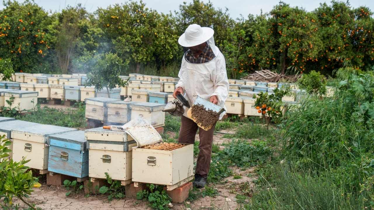 beekeeping suit