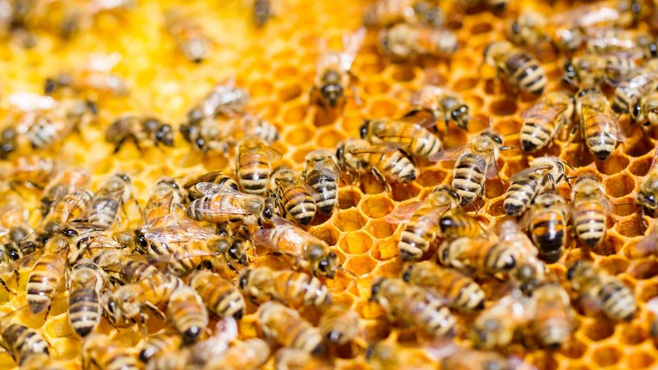 science of beekeeping crossword