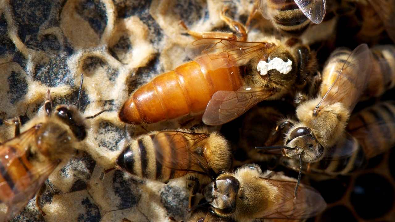 beekeeping suits sting proof