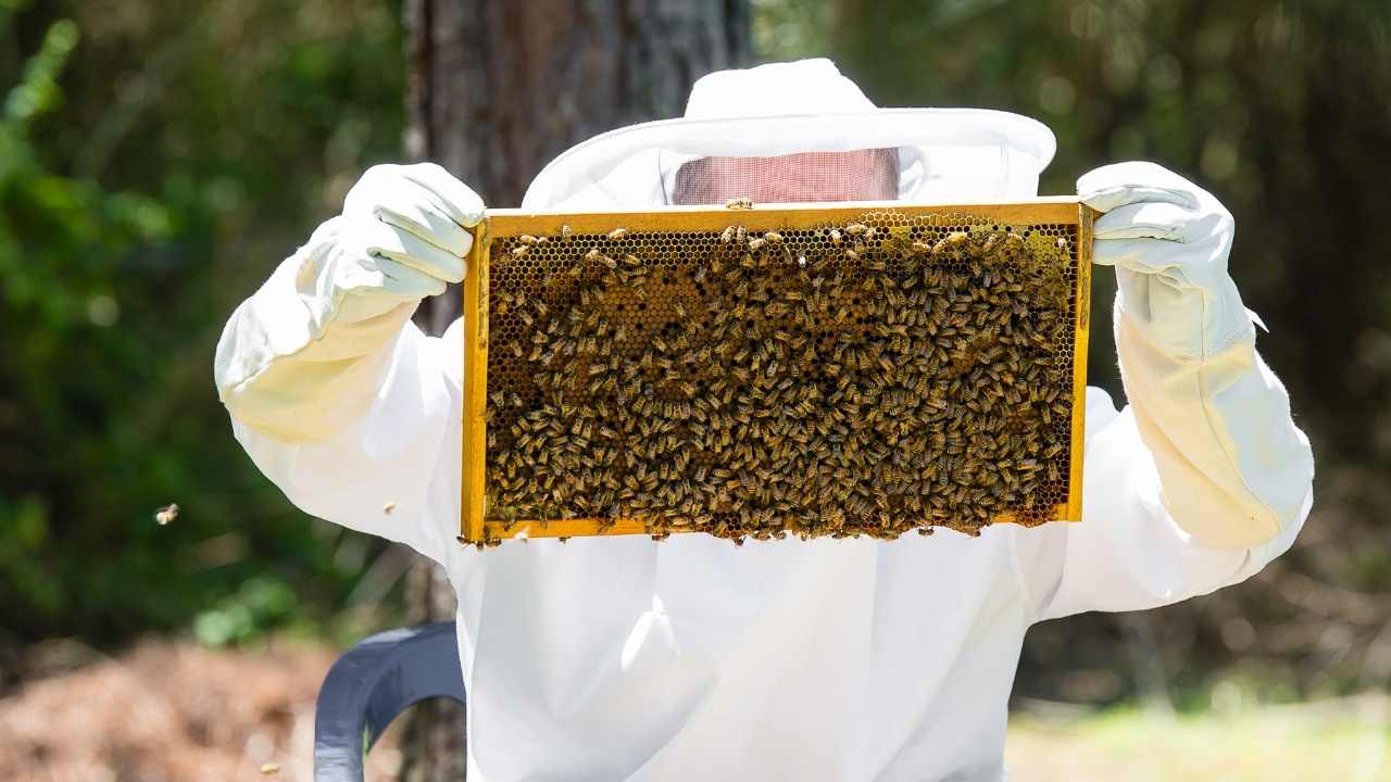 beekeeping supplies for beginners