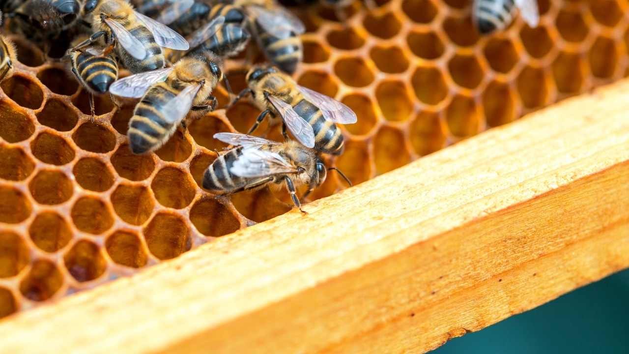 beekeeping supplies for beginners