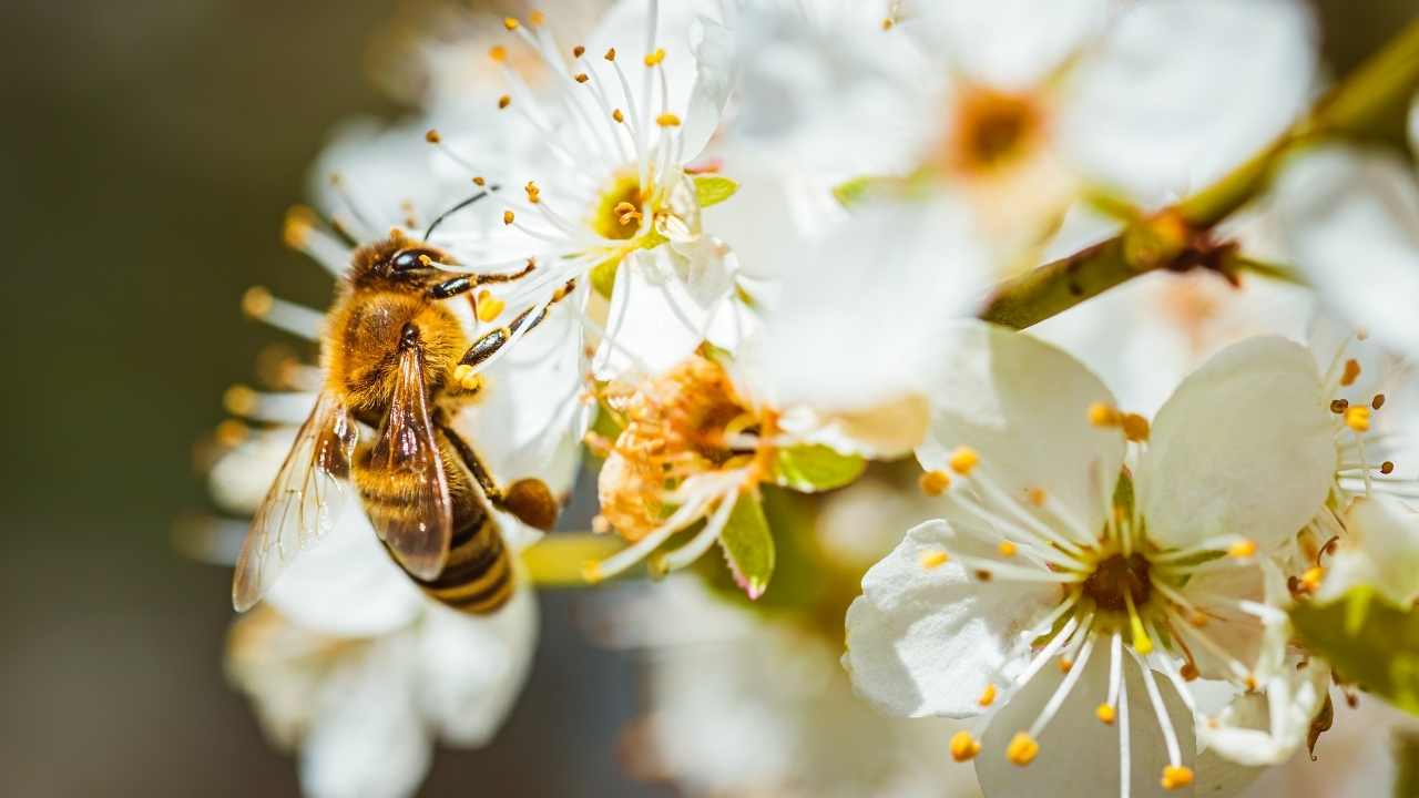 beekeeping for dummies videos