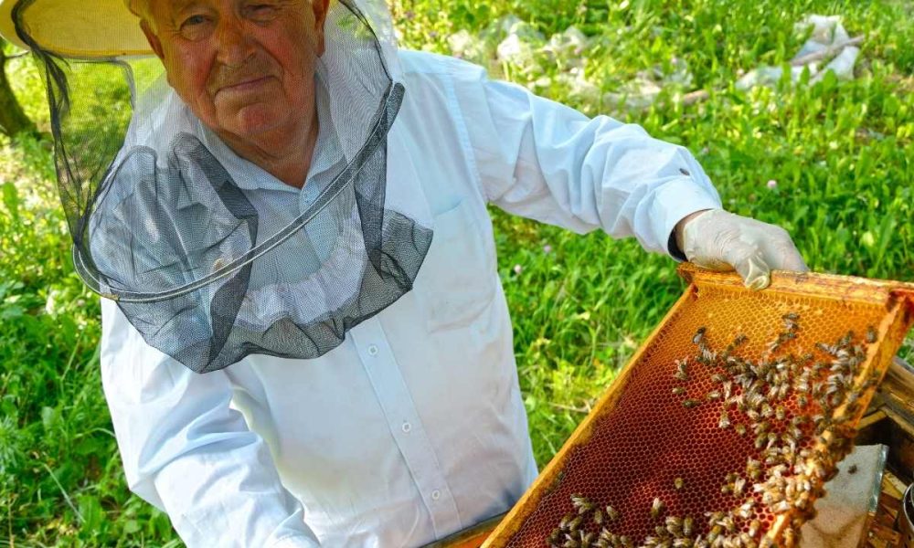 Bee Whisperer: Advanced Techniques In Disease Diagnosis And Artificial Insemination