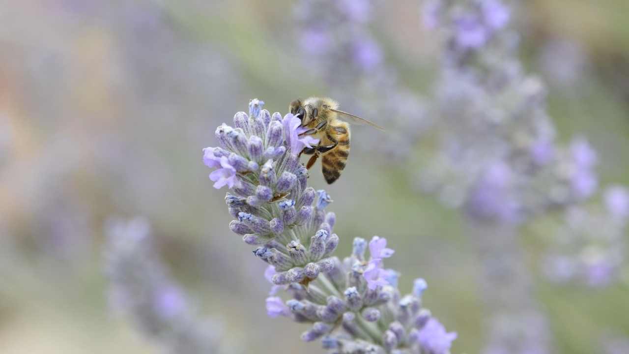 beekeeping in winter