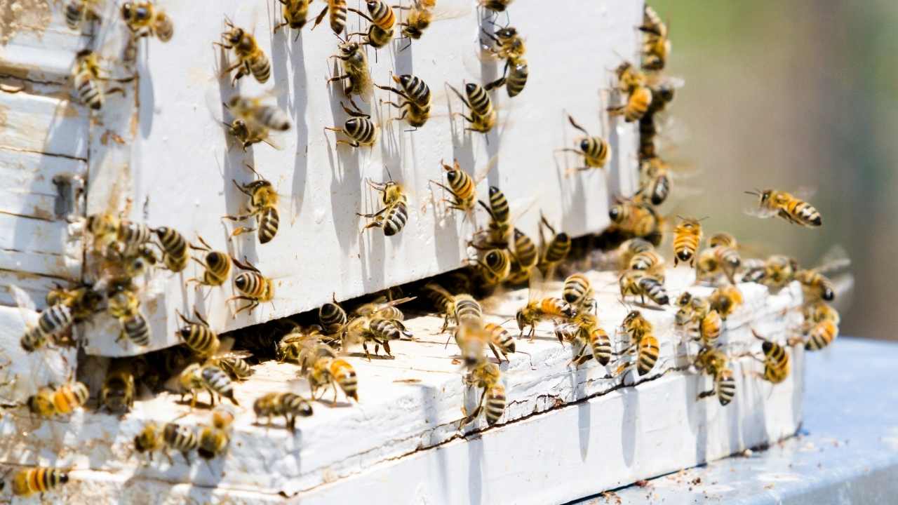 beekeeping supplies near me uk