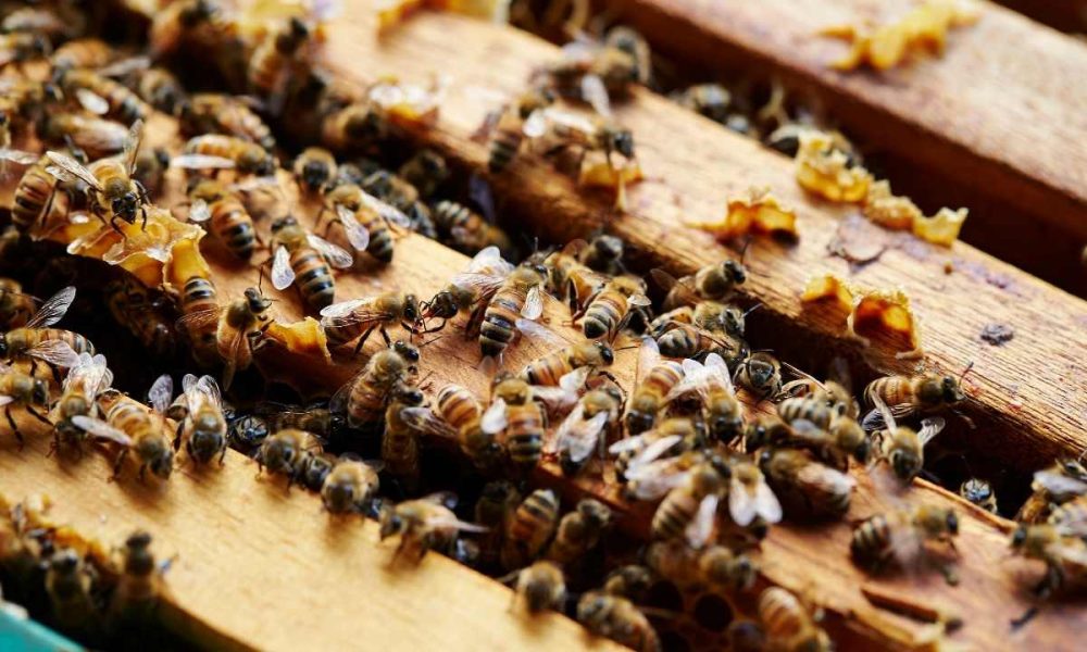 Pest Busters: Winning Strategies For Hive Inspection And Pest Control