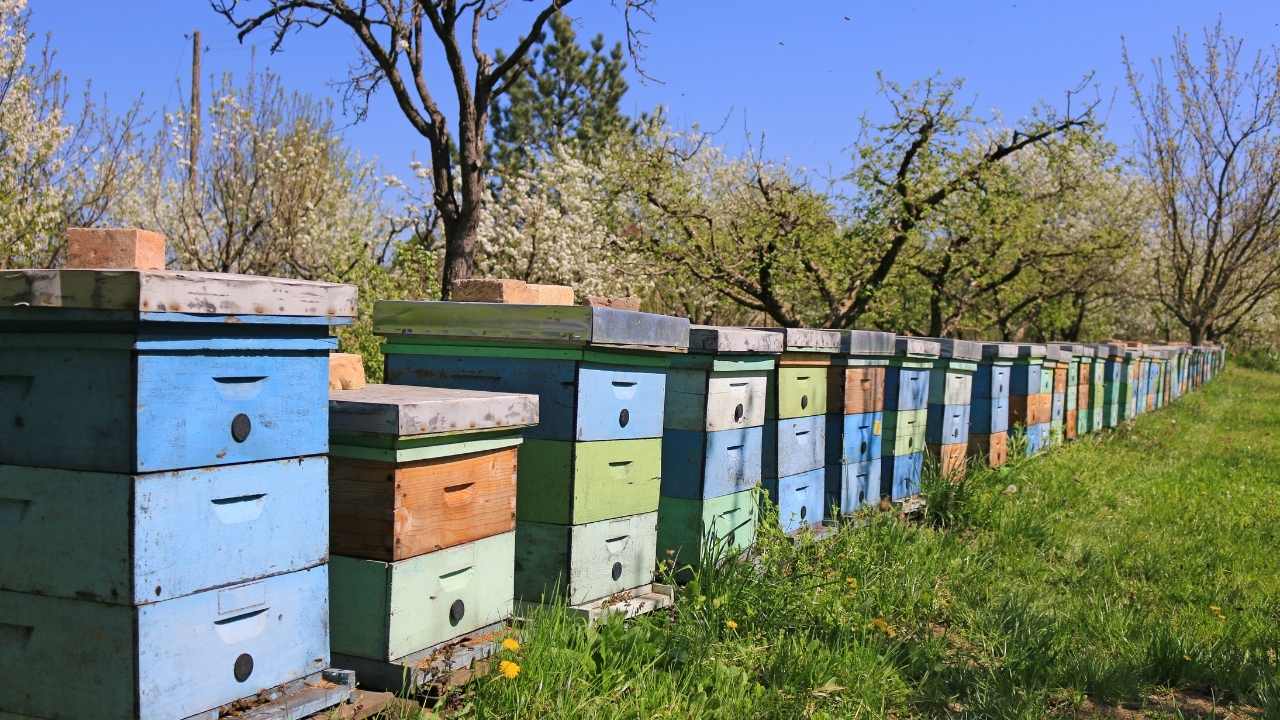 beekeeping 101 penn state extension