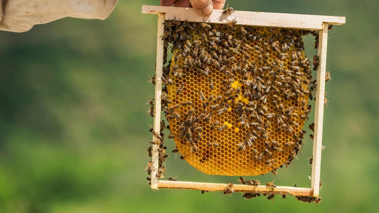 beekeeping supplies stores near me