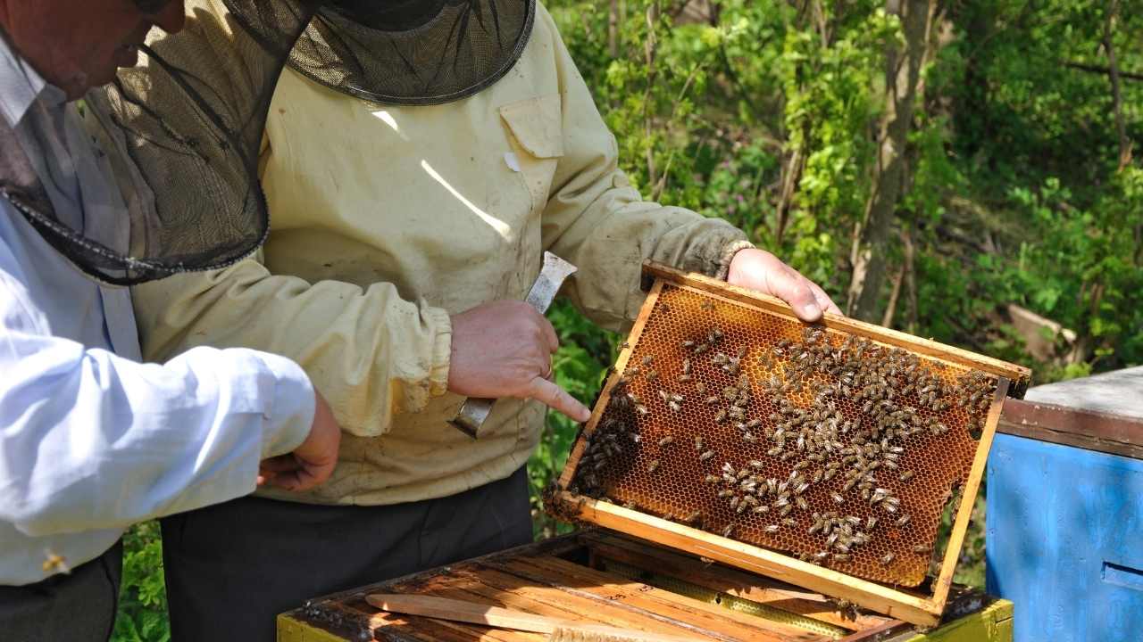 beekeeping for dummies 2022