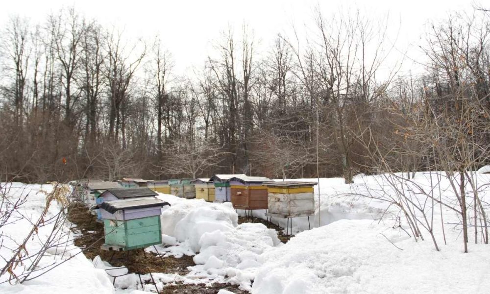 Langstroth’s Legacy: The Inner Workings Of Hive Ventilation And Hive Stand Setup