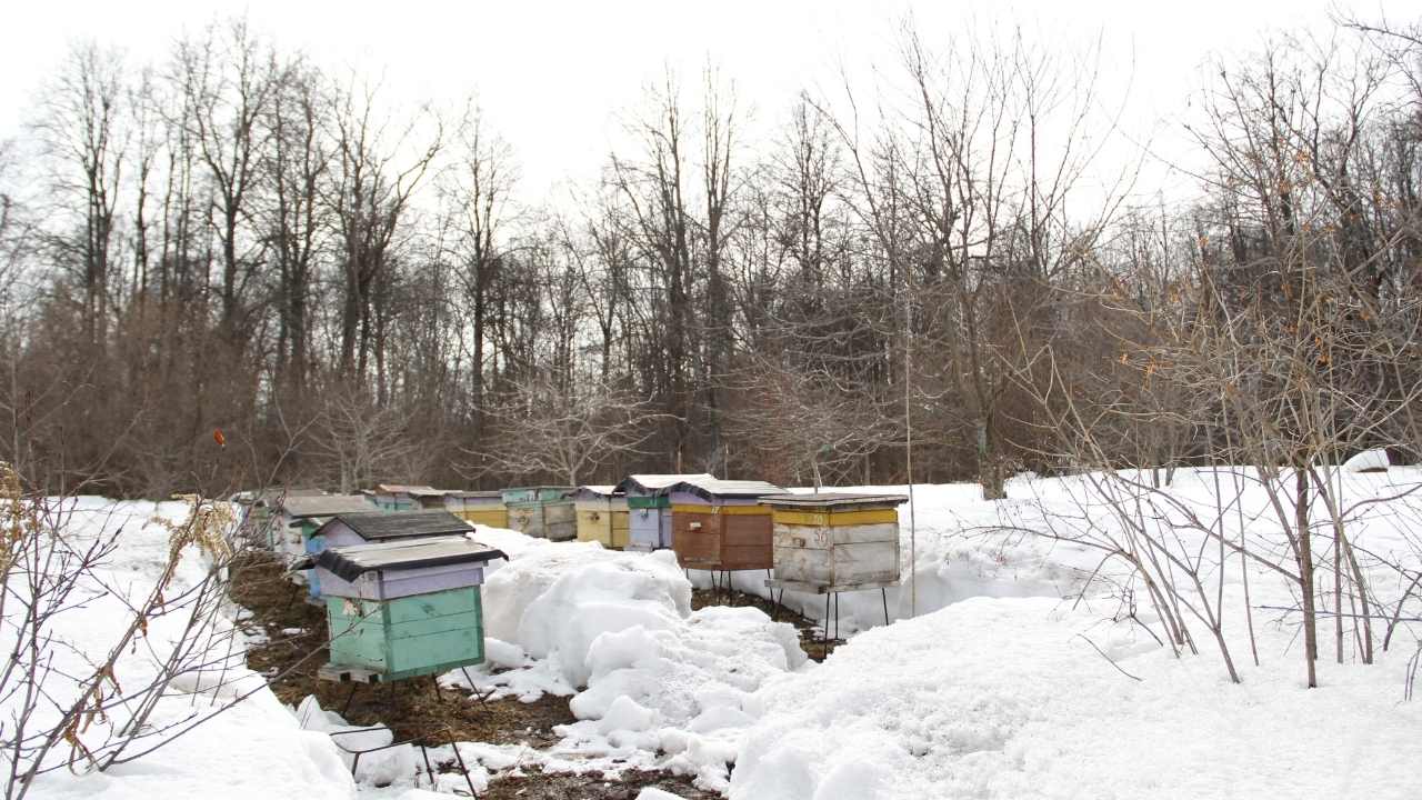 Langstroth’s Legacy: The Inner Workings Of Hive Ventilation And Hive Stand Setup