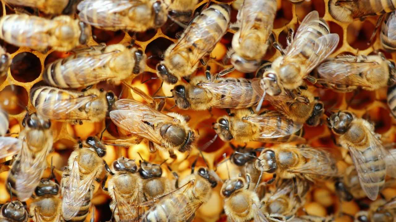 science of beekeeping