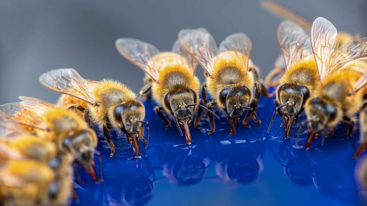 beekeeping equipment