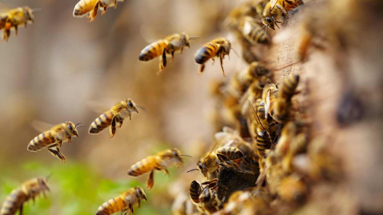 beekeeping equipment