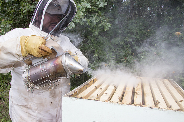 beekeeping course