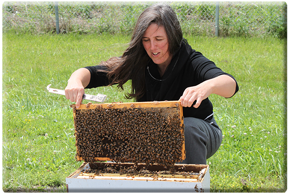 beekeeping 101 book