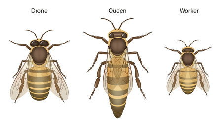 science of beekeeping