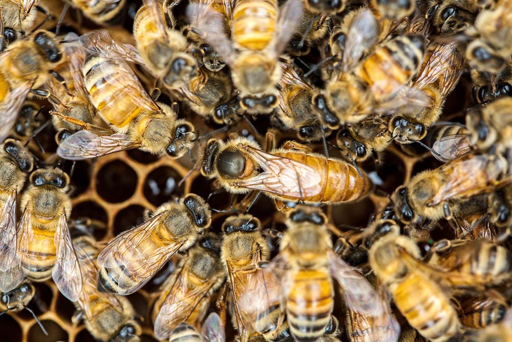 beekeeping suits sting proof