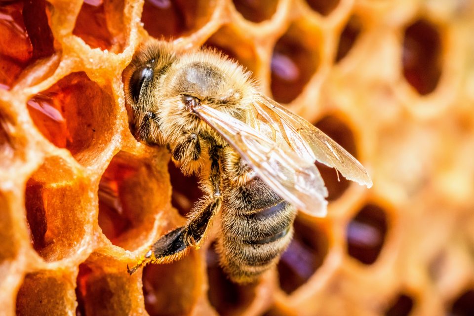 beekeeping supplies near me clio