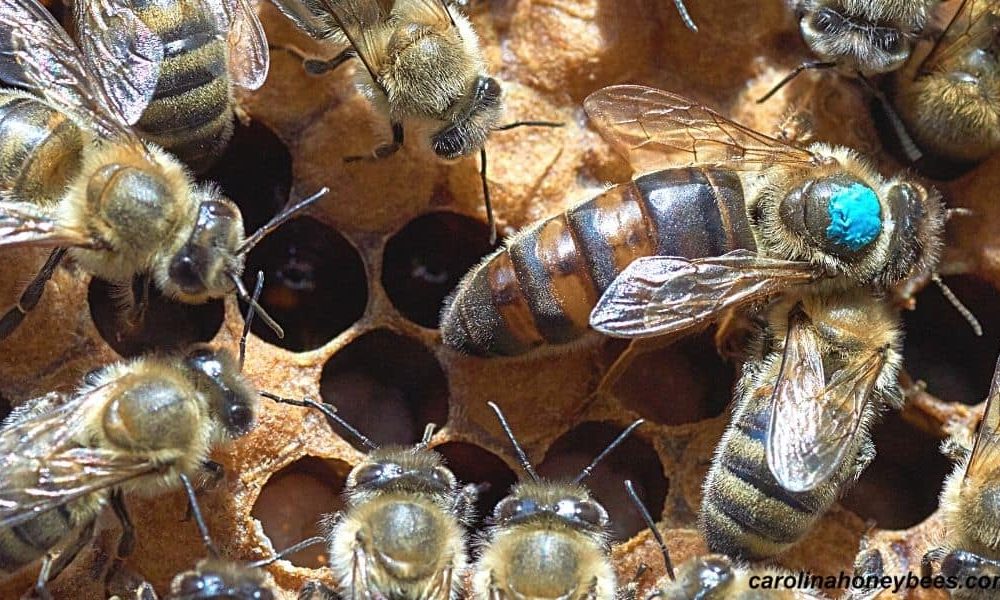 Bee-Ginner’s Guide: Choosing Your First Hive And Decoding Beekeeping Terminology