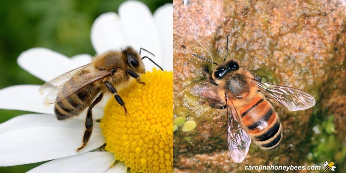 beekeeping course