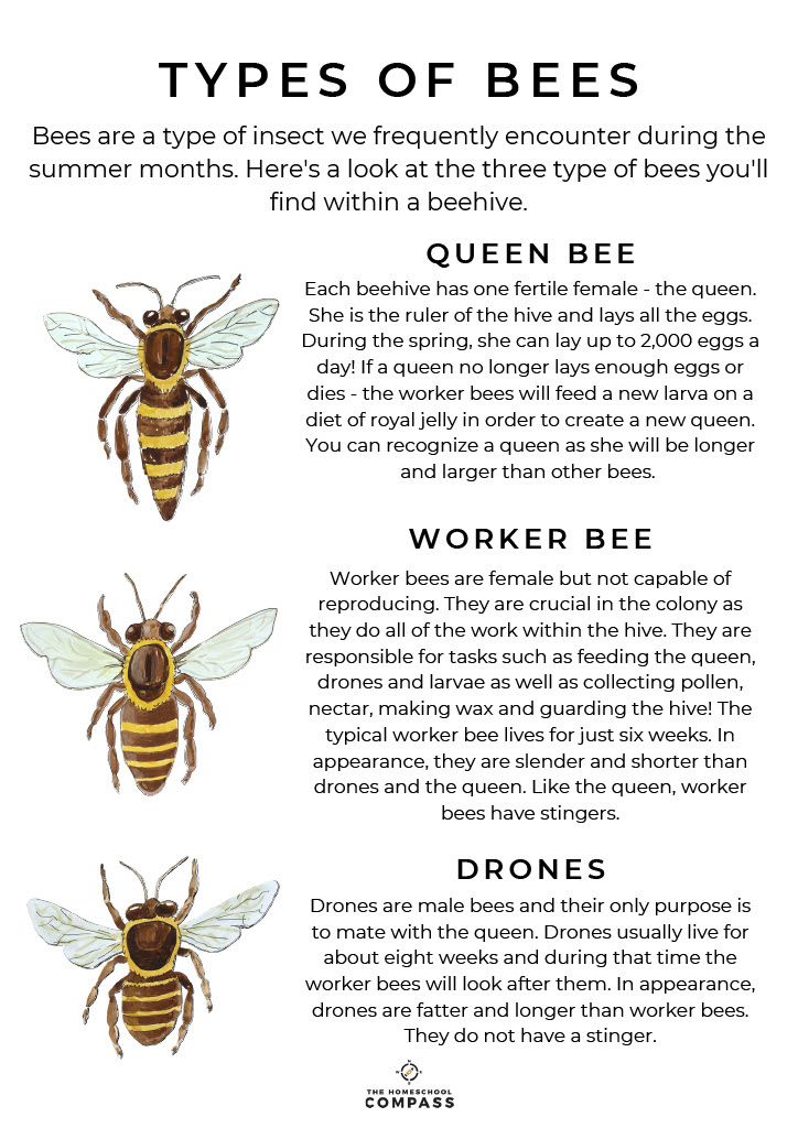 BeeKeeping