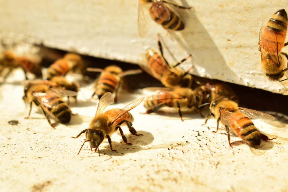 backyard beekeeping