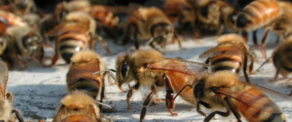 beekeeping supplies near me clio michigan