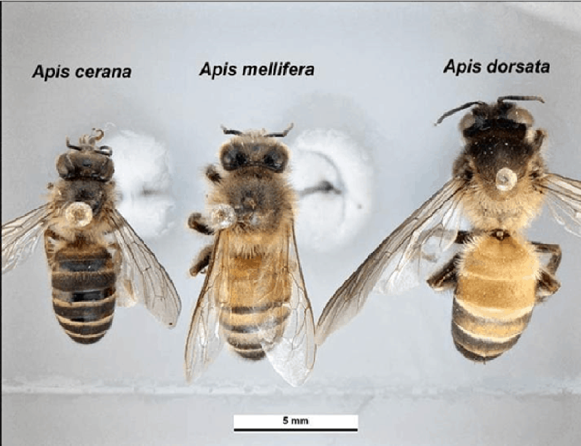 beekeeping supplies uk