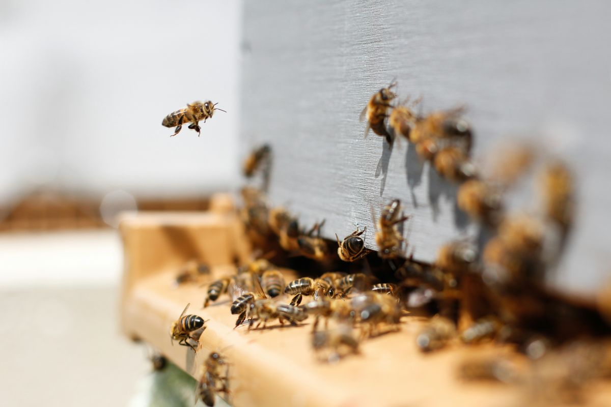 Optimizing Hive Density for Maximum Productivity