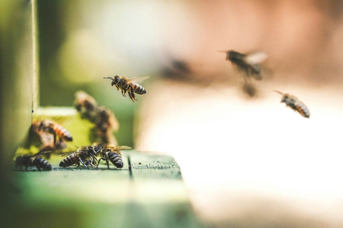 Preparing the Hive for Winter