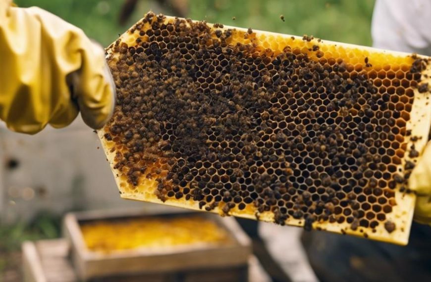 How Do You Maintain a Hive Tool?